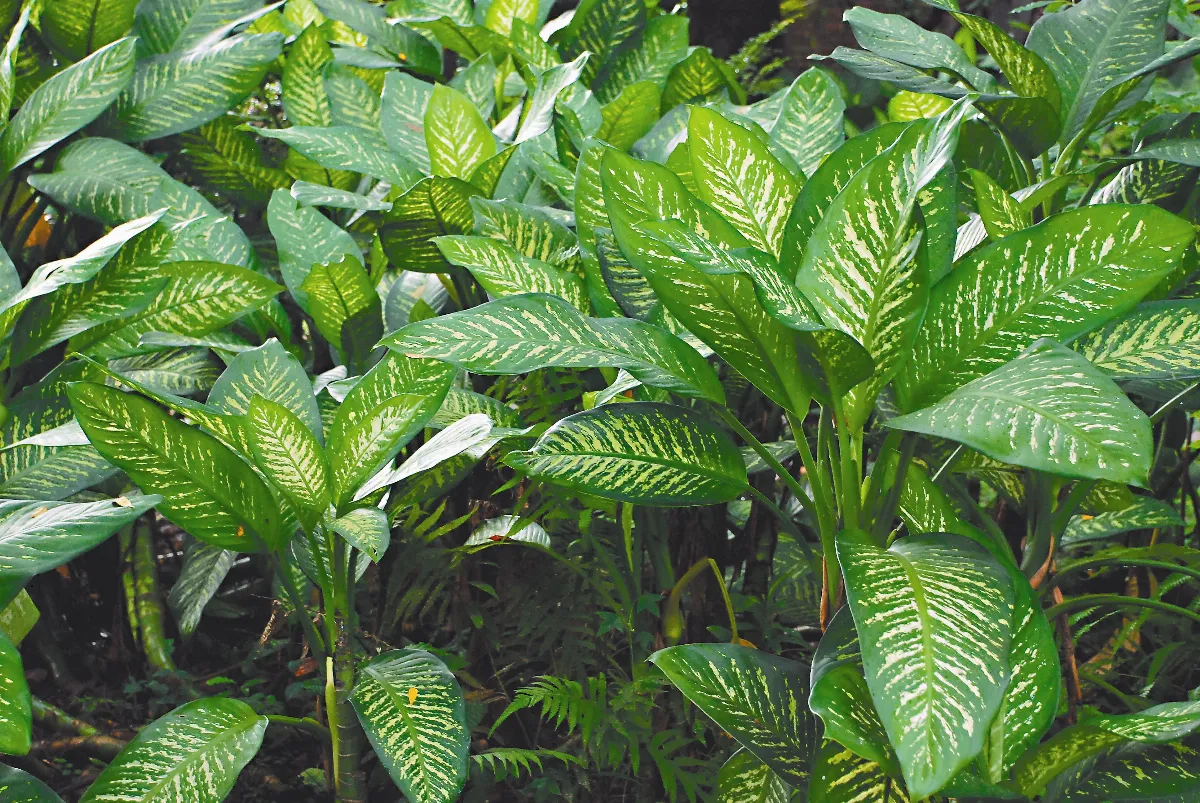 植物聯合國  花葉萬年青—黛粉葉