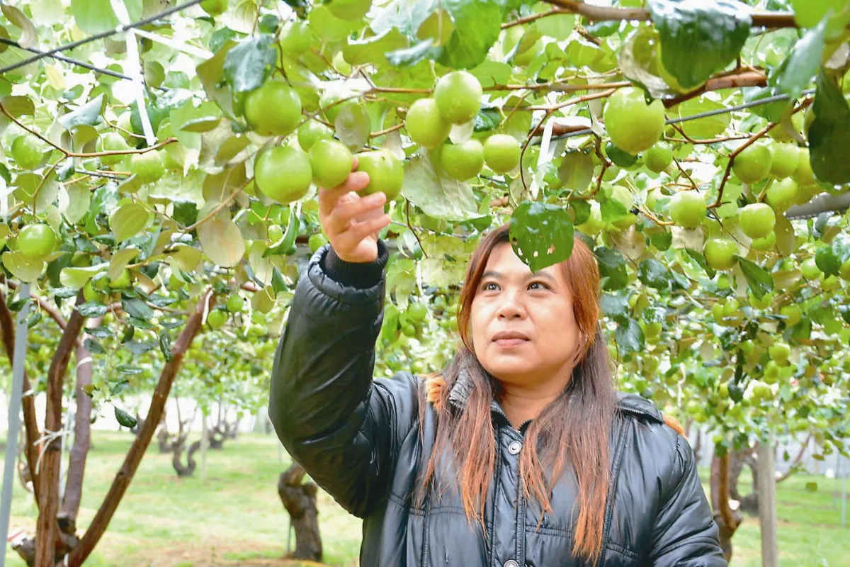 蜜棗脆甜 品嘗好時機