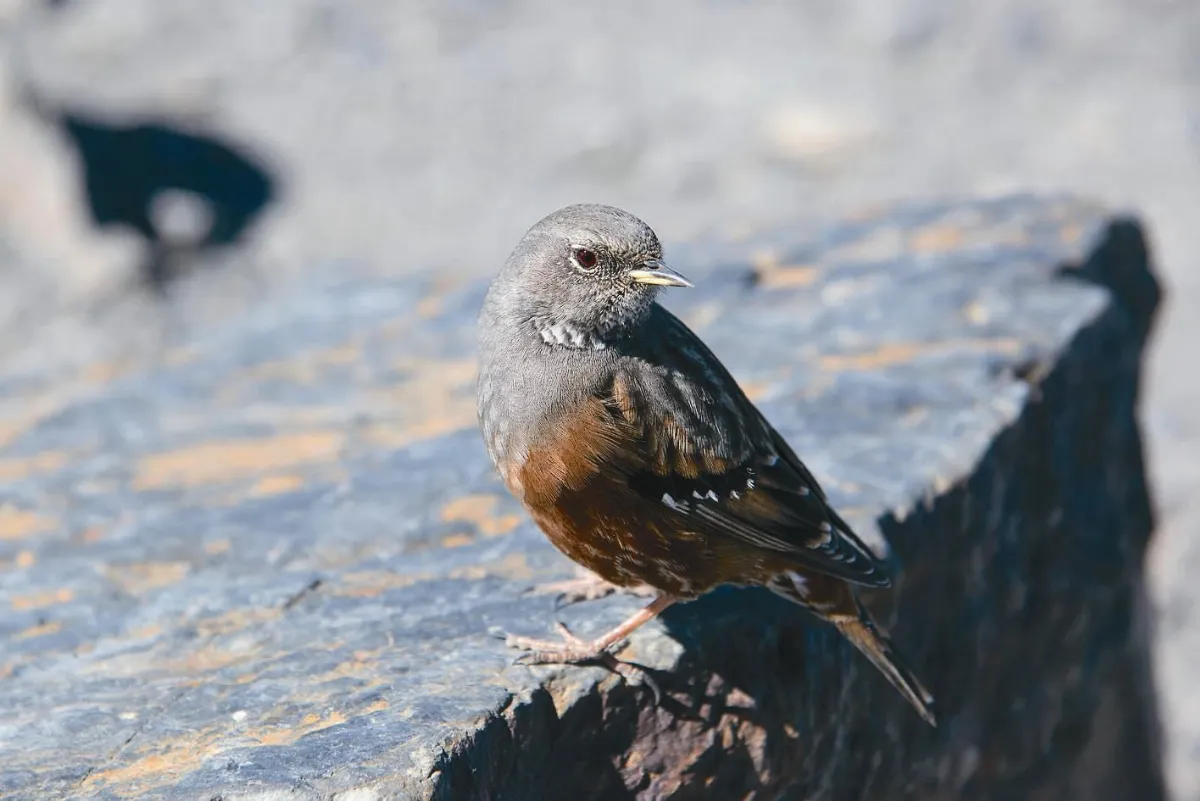 台灣好美高山篇 東北亞之最 玉山主峰(上)