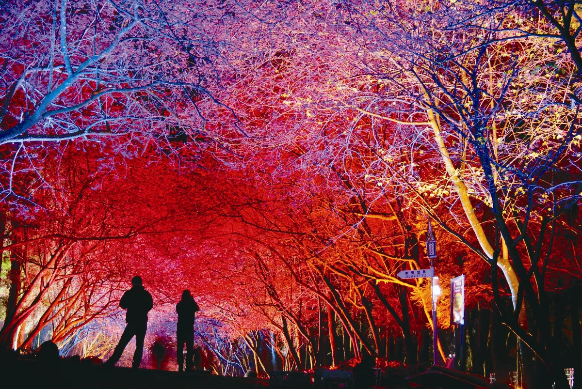 認養櫻花樹  賞景助弱兼顧