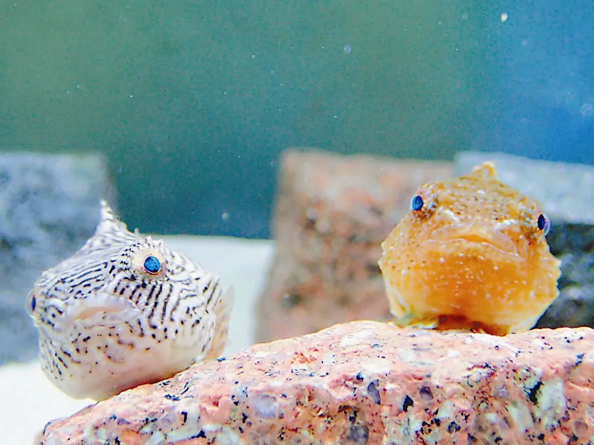 海生館18歲 來看波妞魚