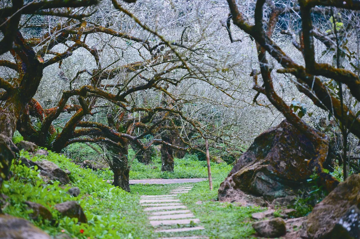 遊藝筆記 烏松崙訪梅記