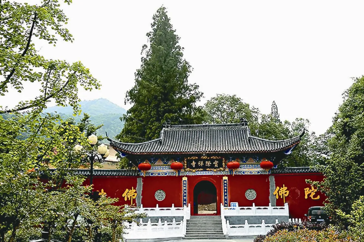 【行走人間】 冶父山櫸樹