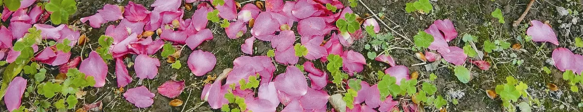 我的 心 園