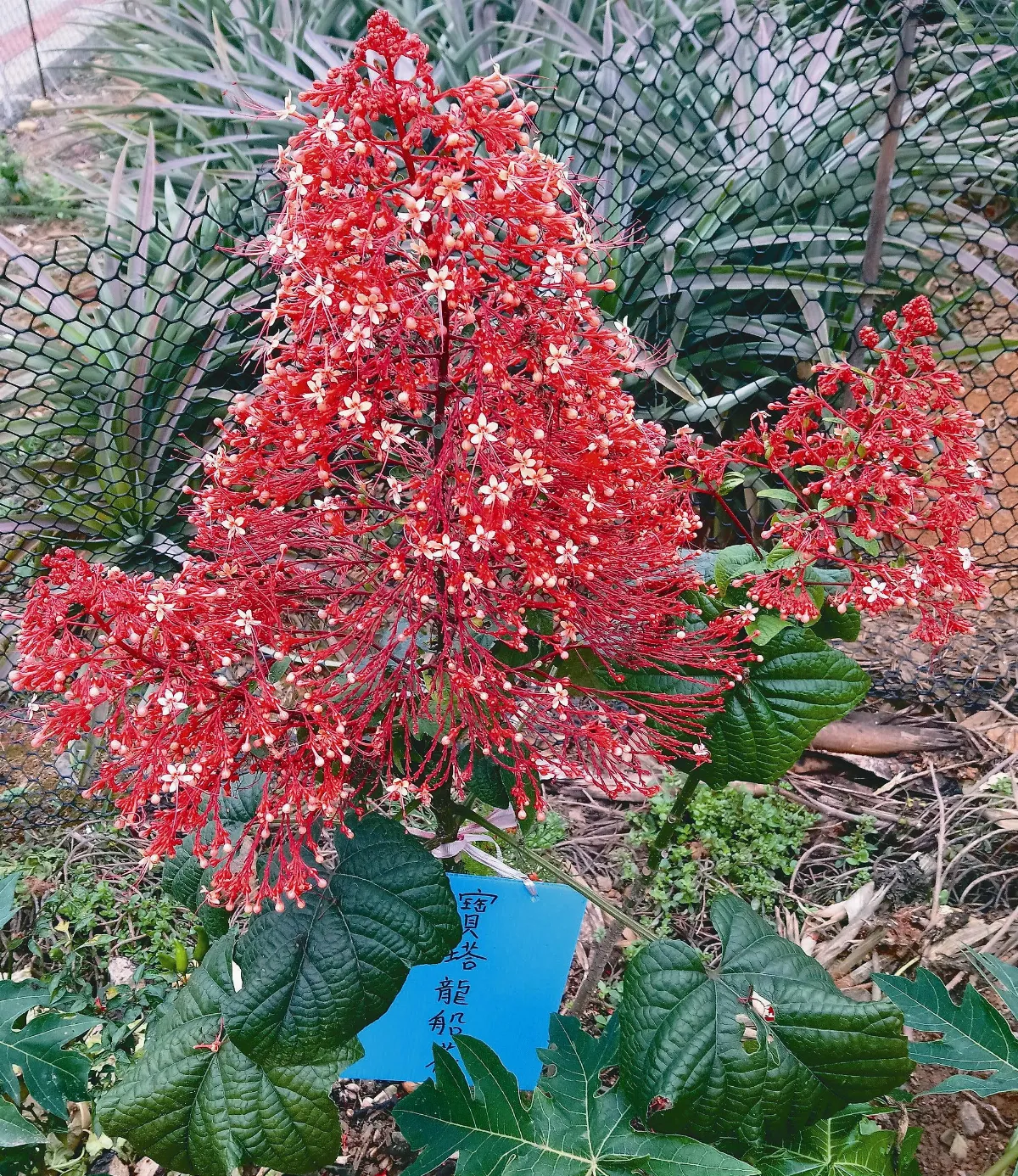 美哉斯土 國寶陳錫煌操偶全都錄