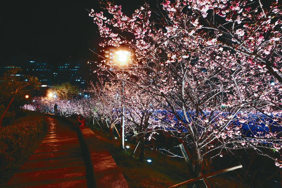 台北樂活夜櫻季 周六登場
