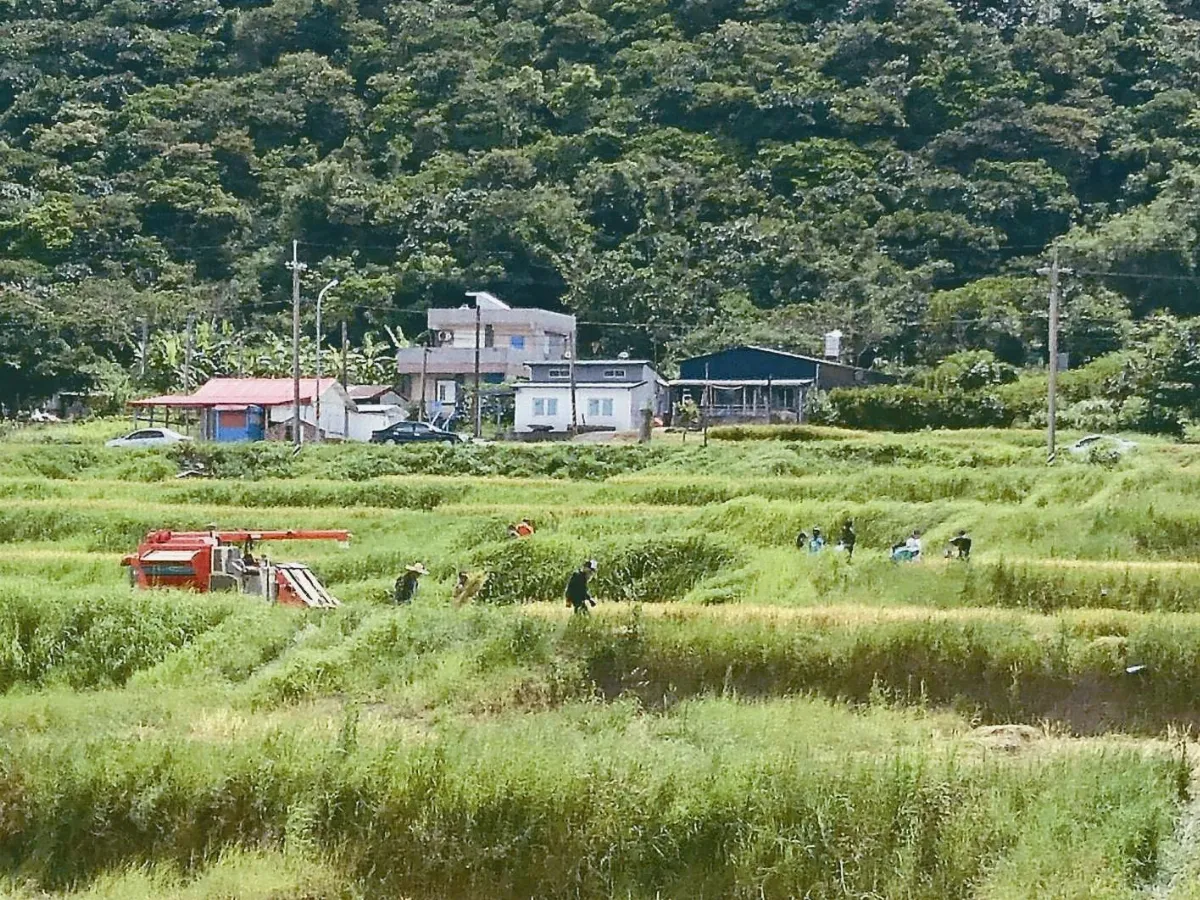 花蓮水梯田復活 種出海的滋味