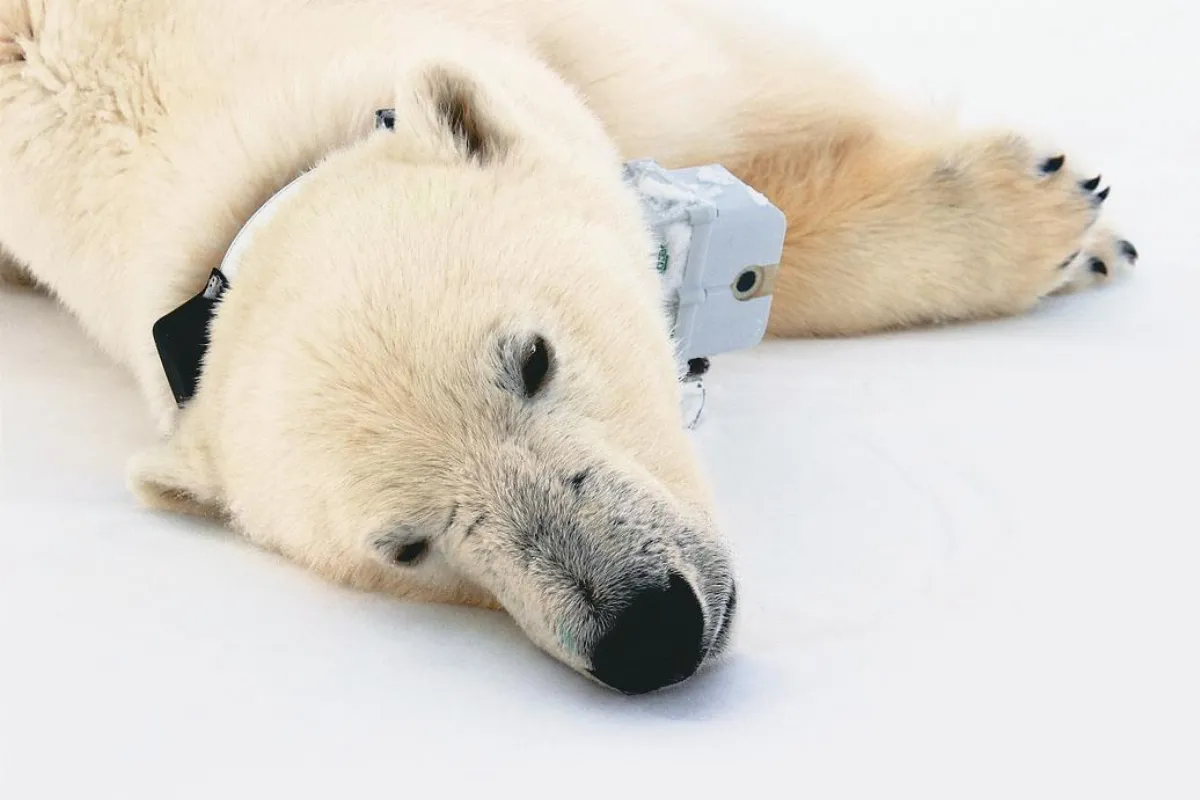 冰層縮小覓食難 北極熊體重下降
