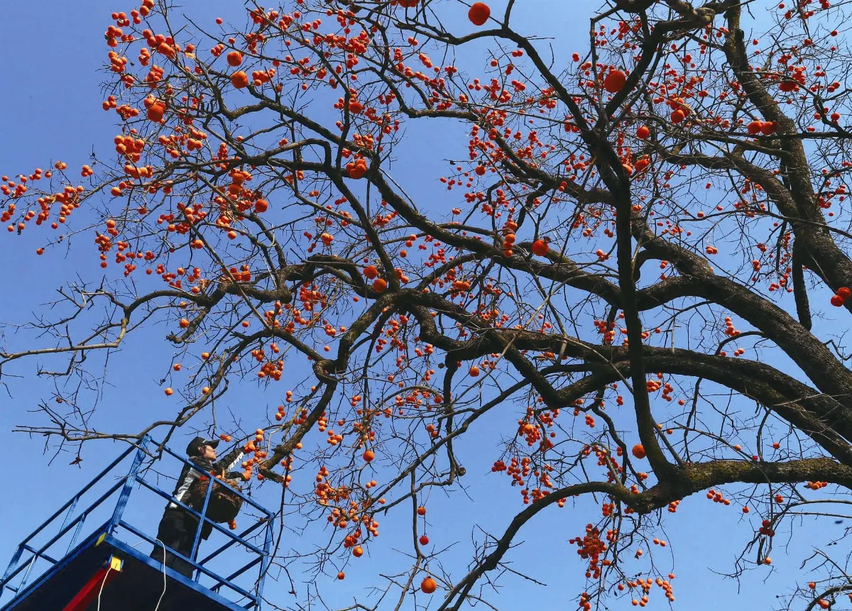 大陸社會觀察 發展特色產業從扶貧到脫貧