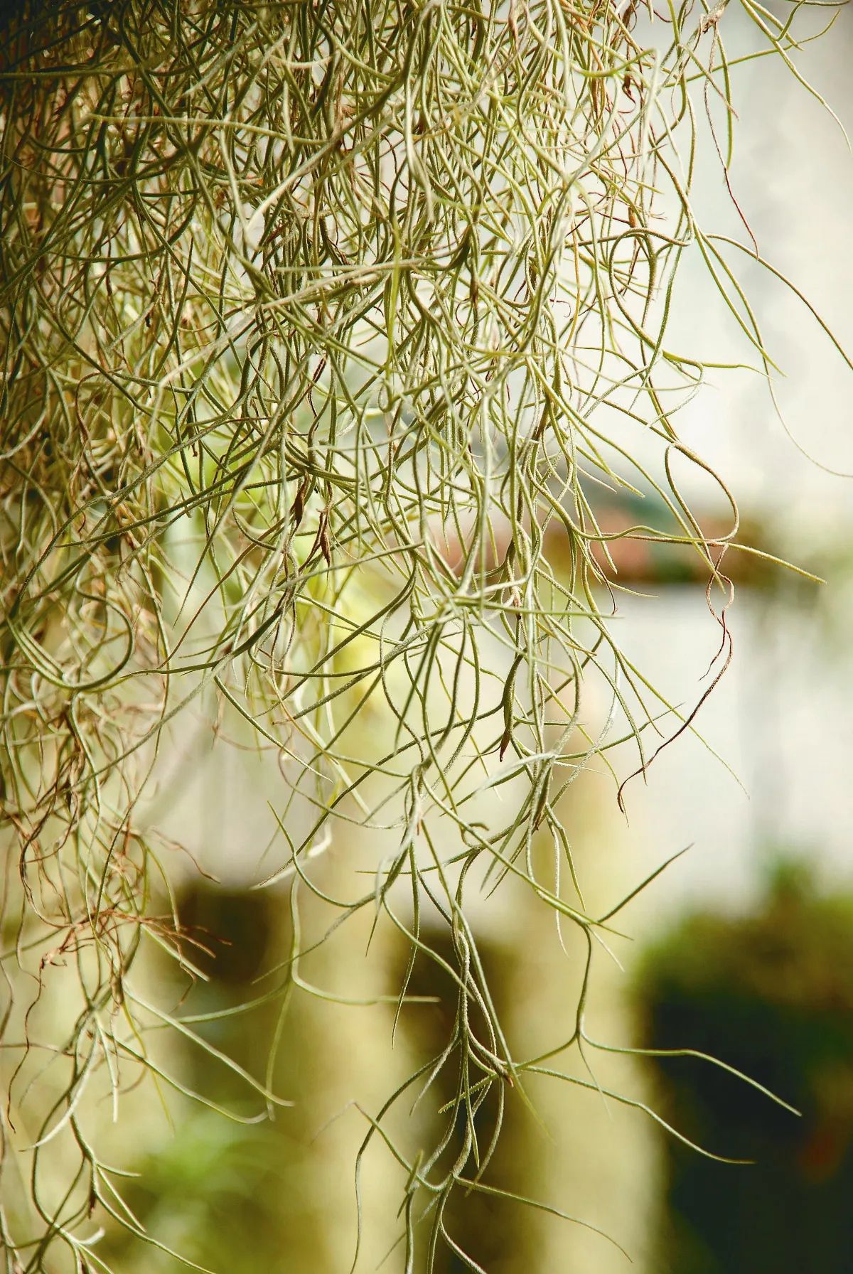 植物聯合國 空氣鳳梨