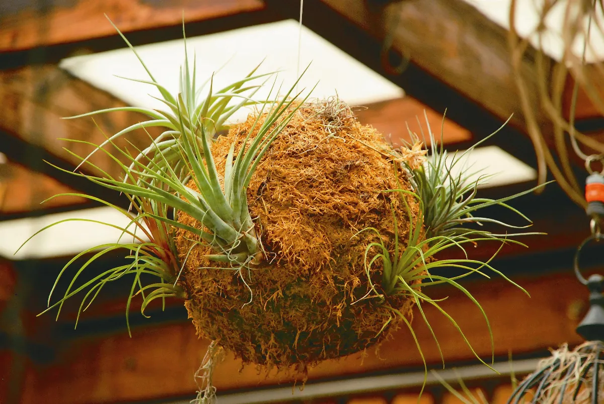 植物聯合國 空氣鳳梨
