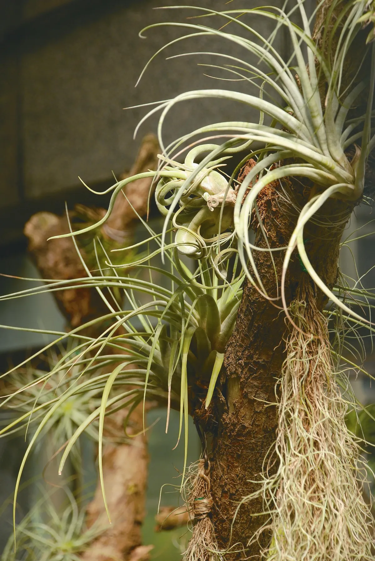 植物聯合國 空氣鳳梨