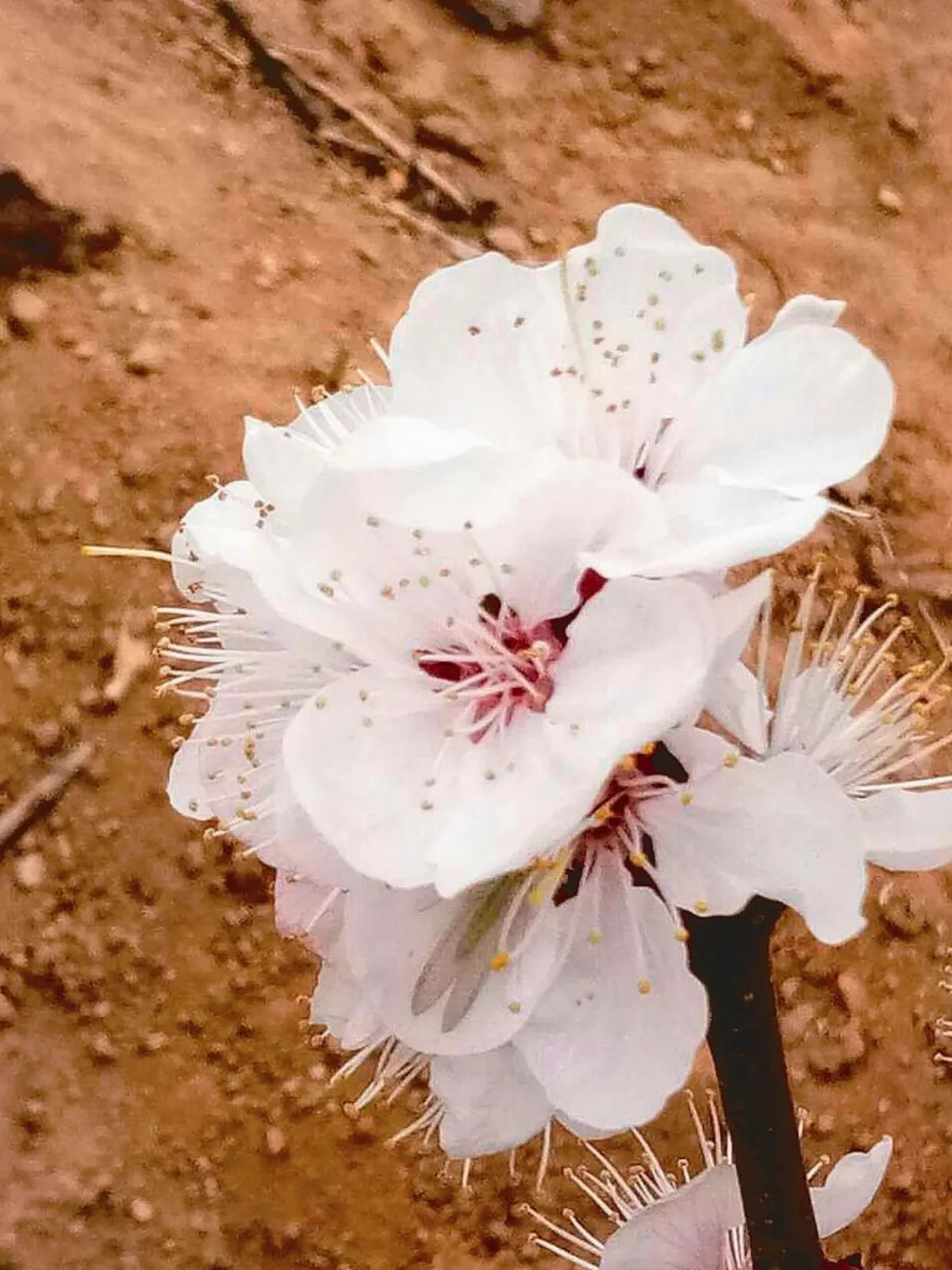 杏(幸)福花開時