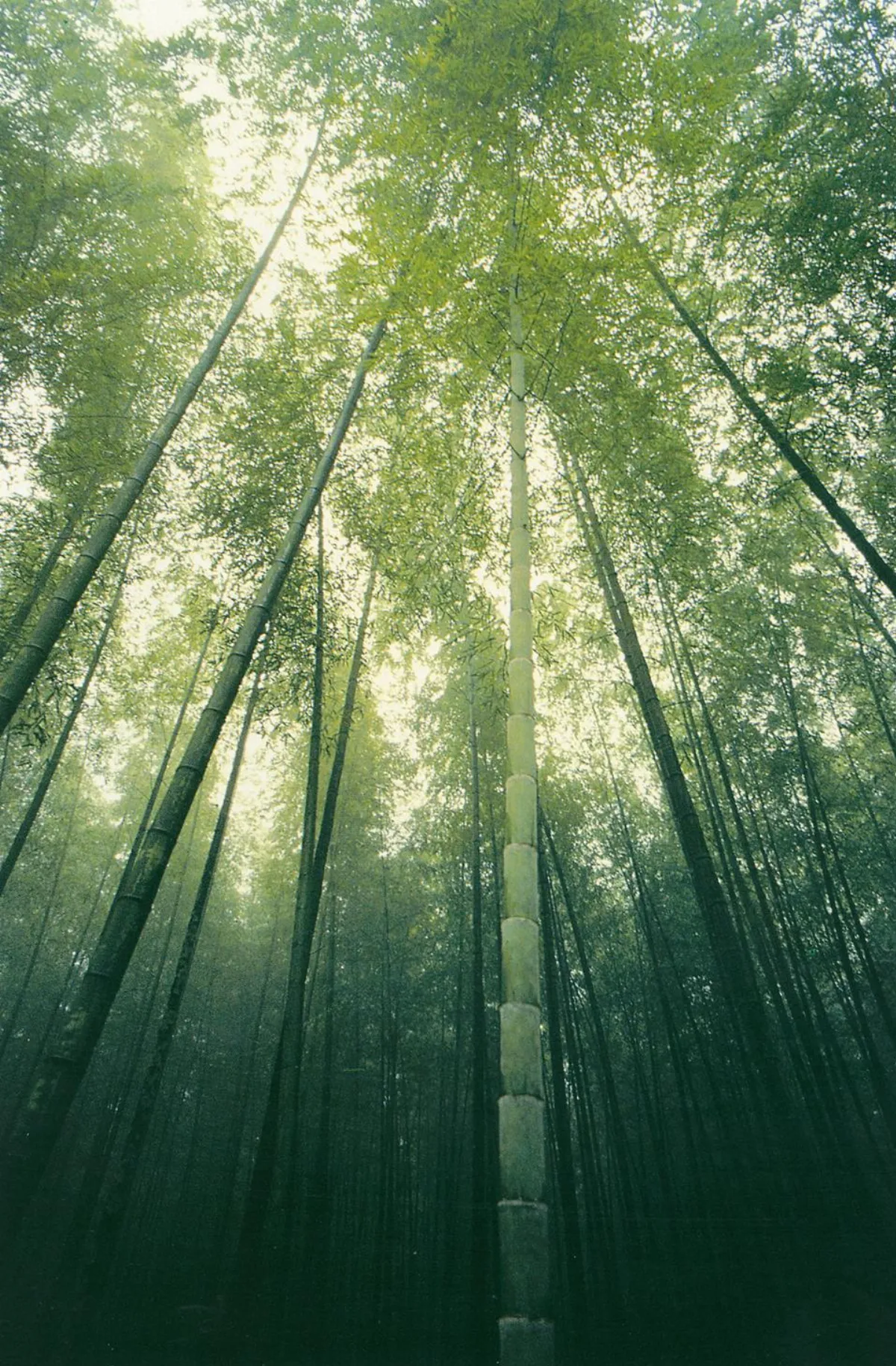 釋迦牟尼佛傳 在竹林精舍的教化1