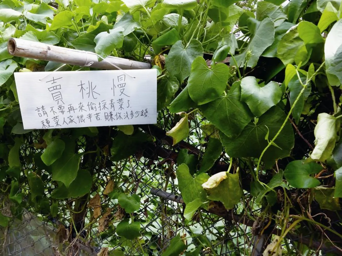 生活快門 賣桃慢