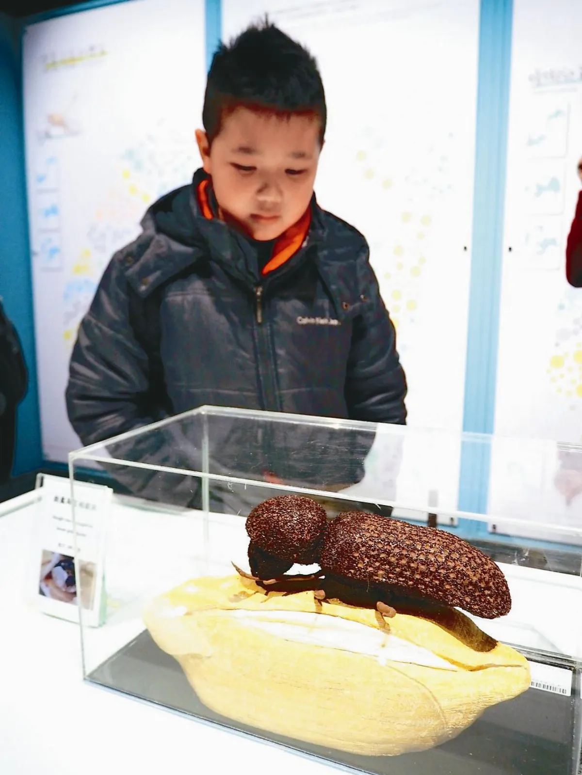 科博館 展出我家蟲住民