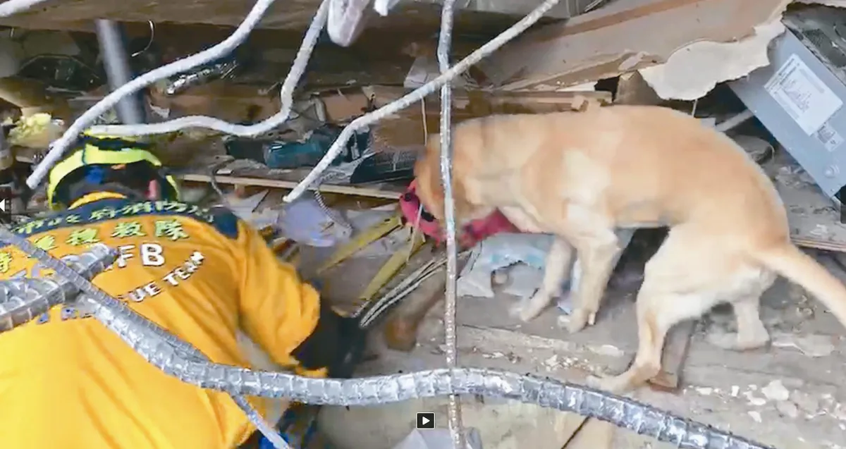 搜救犬鐵雄 嗅出梁書瑋