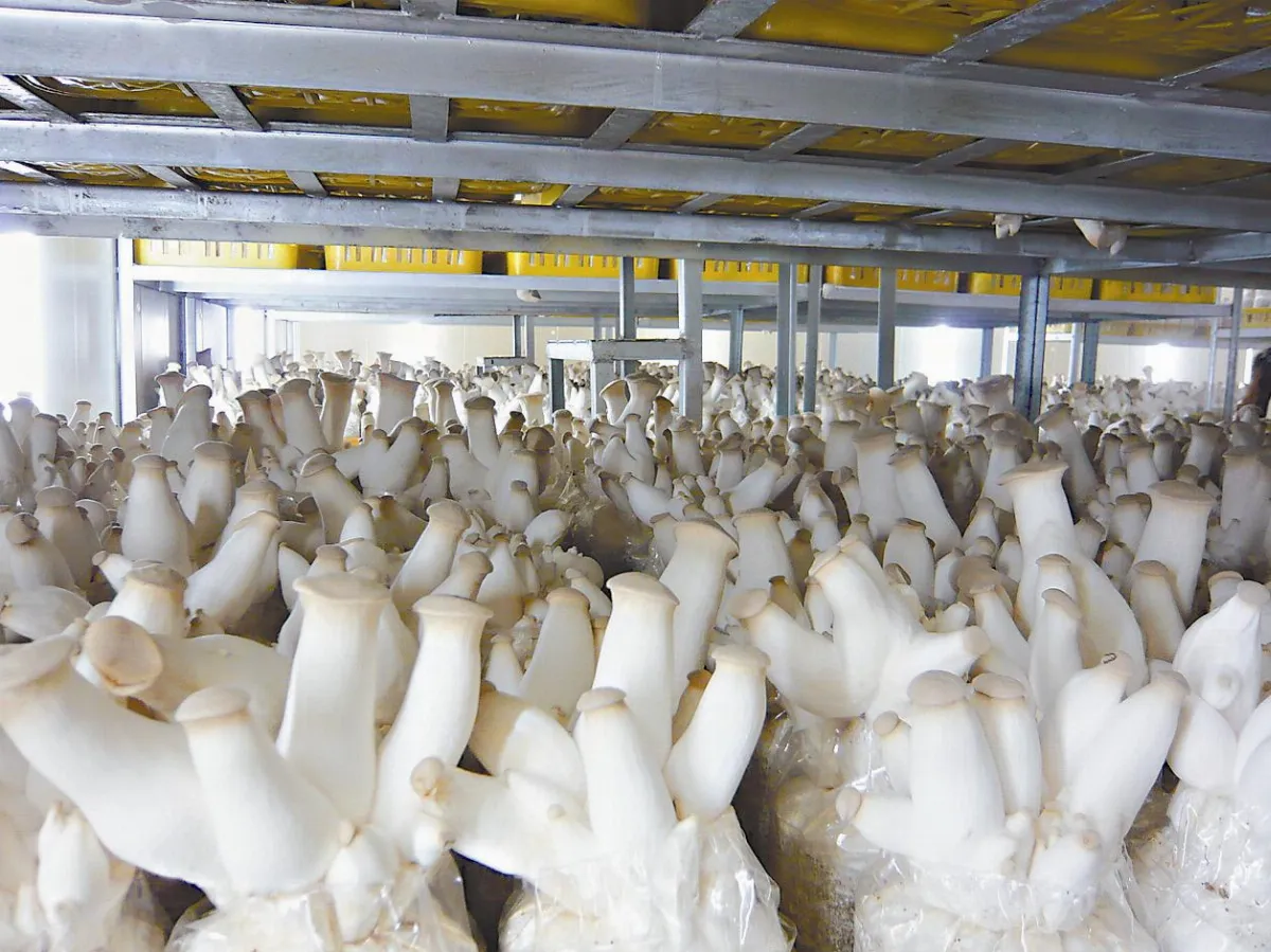 有機杏鮑菇 喝水比人講究