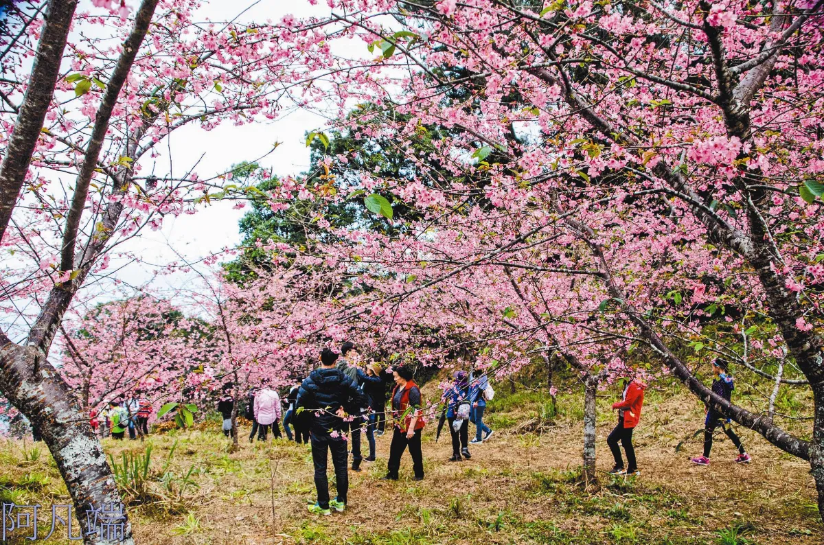 走春 踏青 海闊天空 私房賞櫻景點 賞櫻盛地 藏於祕境中