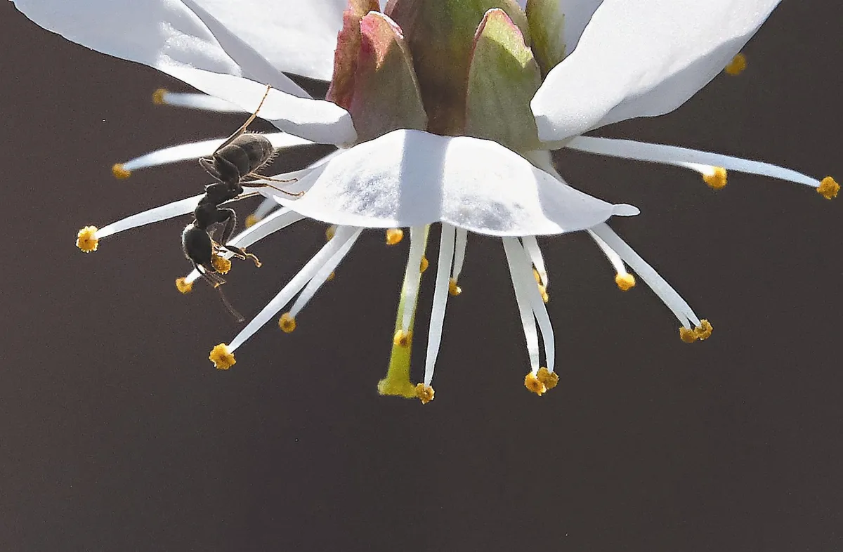 勤勞螞蟻 是抗菌新藥？