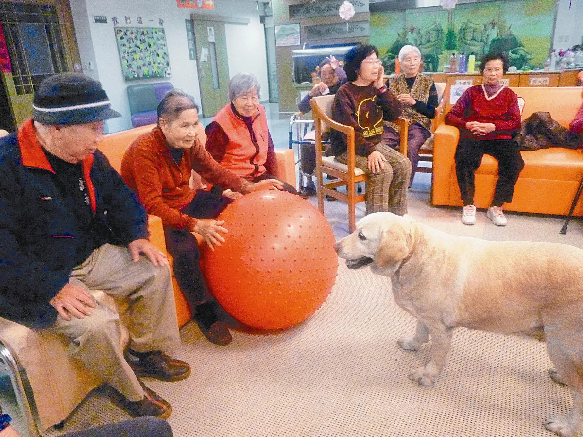 失智照護陪伴犬─高鐵