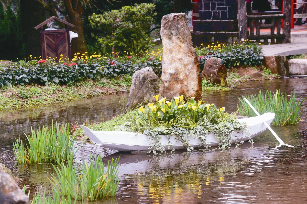 陽明山花季開鑼 海芋盛開