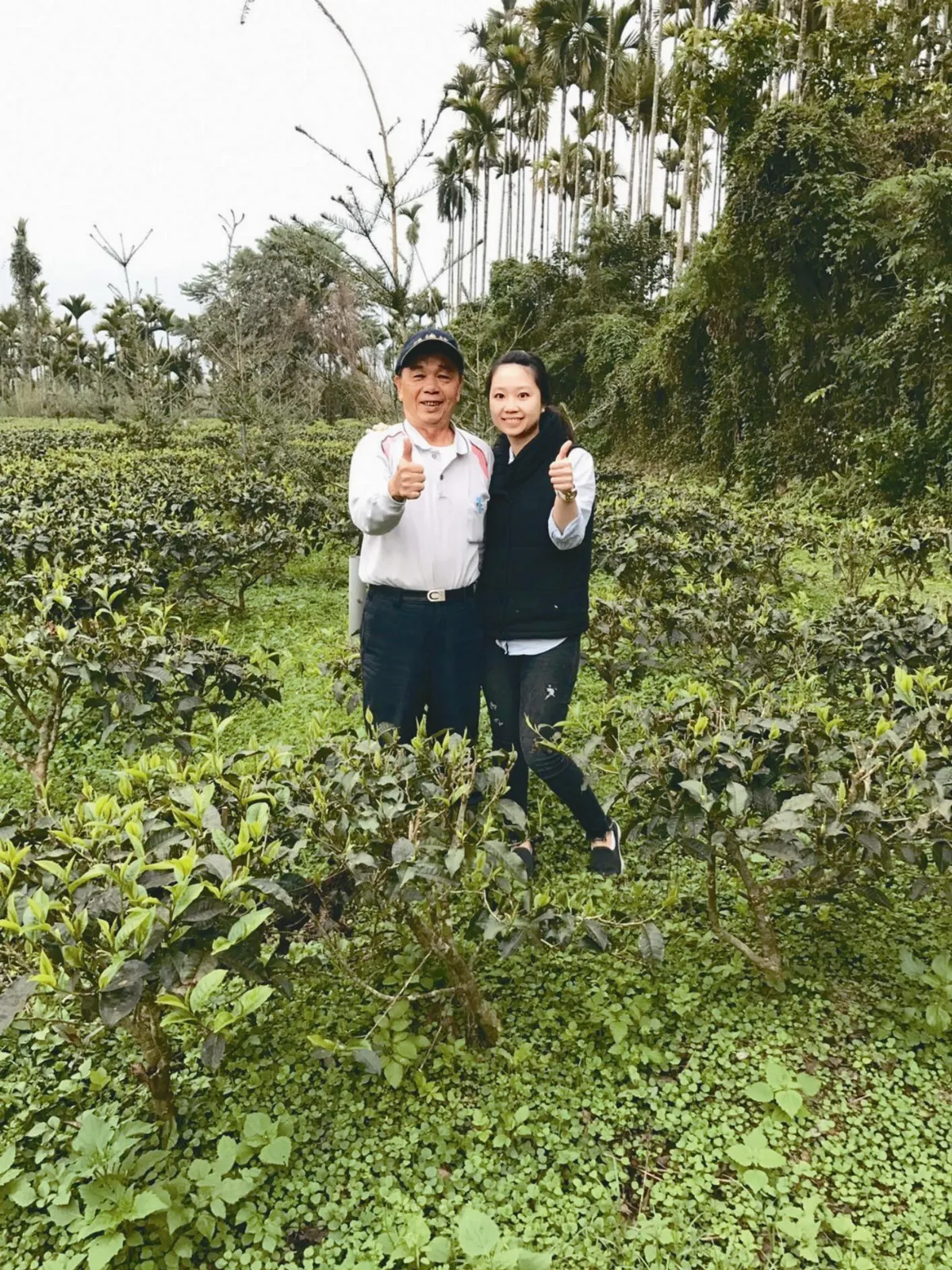 砍檳榔種茶 父女栽出一片芬芳