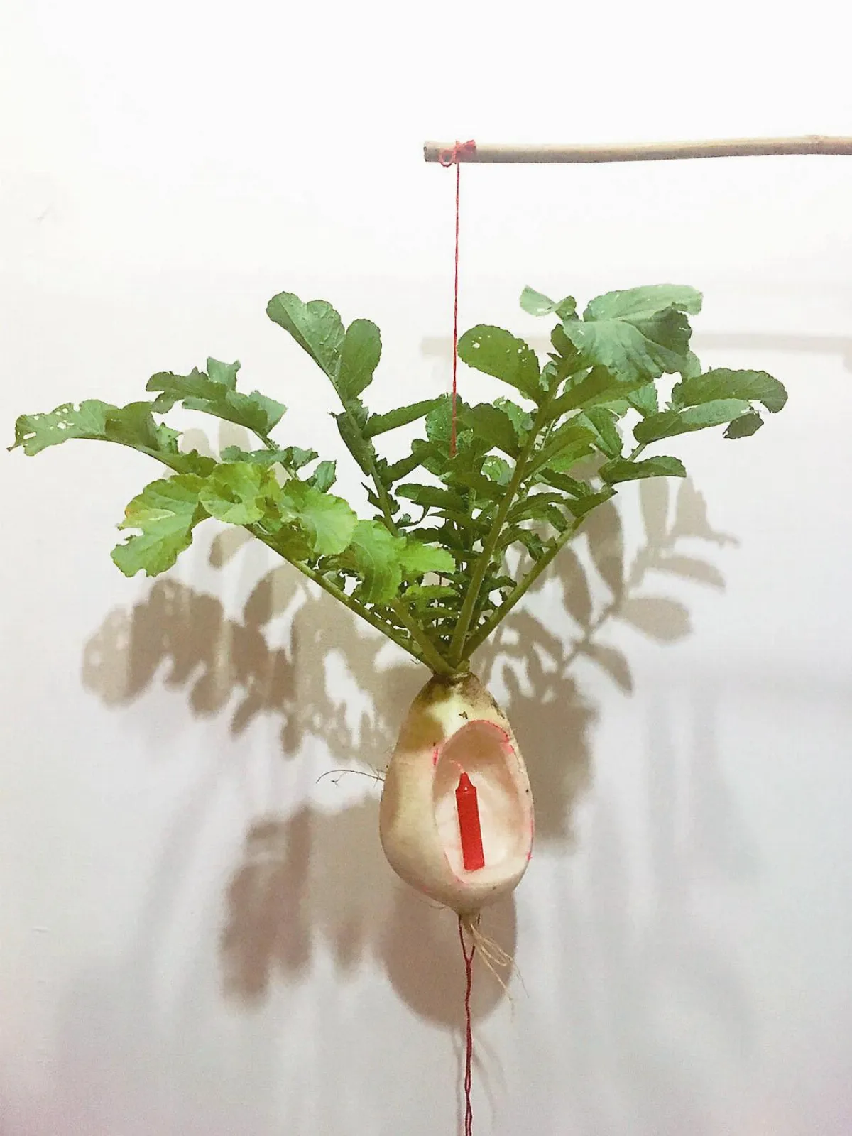 【歡樂年節】 蘿蔔燈籠 的逸趣