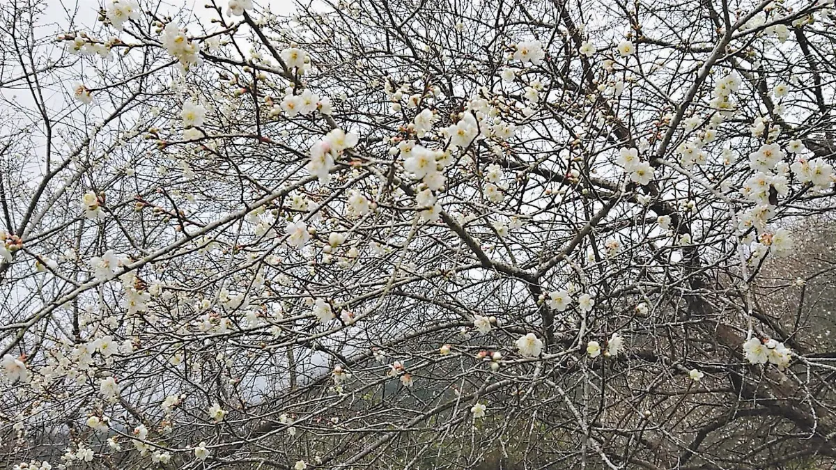 悅．讀．人．生 相聚梅園