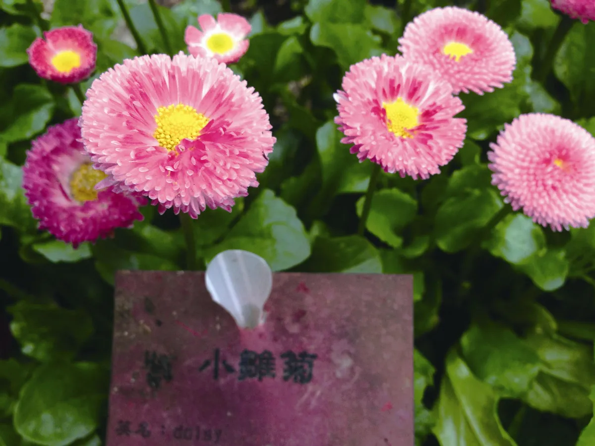 【佛陀本緣故事】因果不爽 善護口業