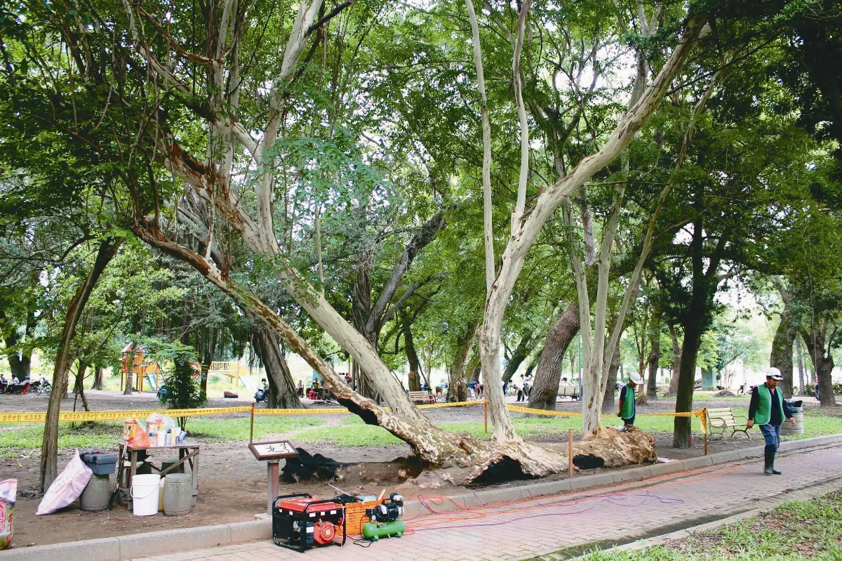 搶救6年 13棵百年老樹病癒