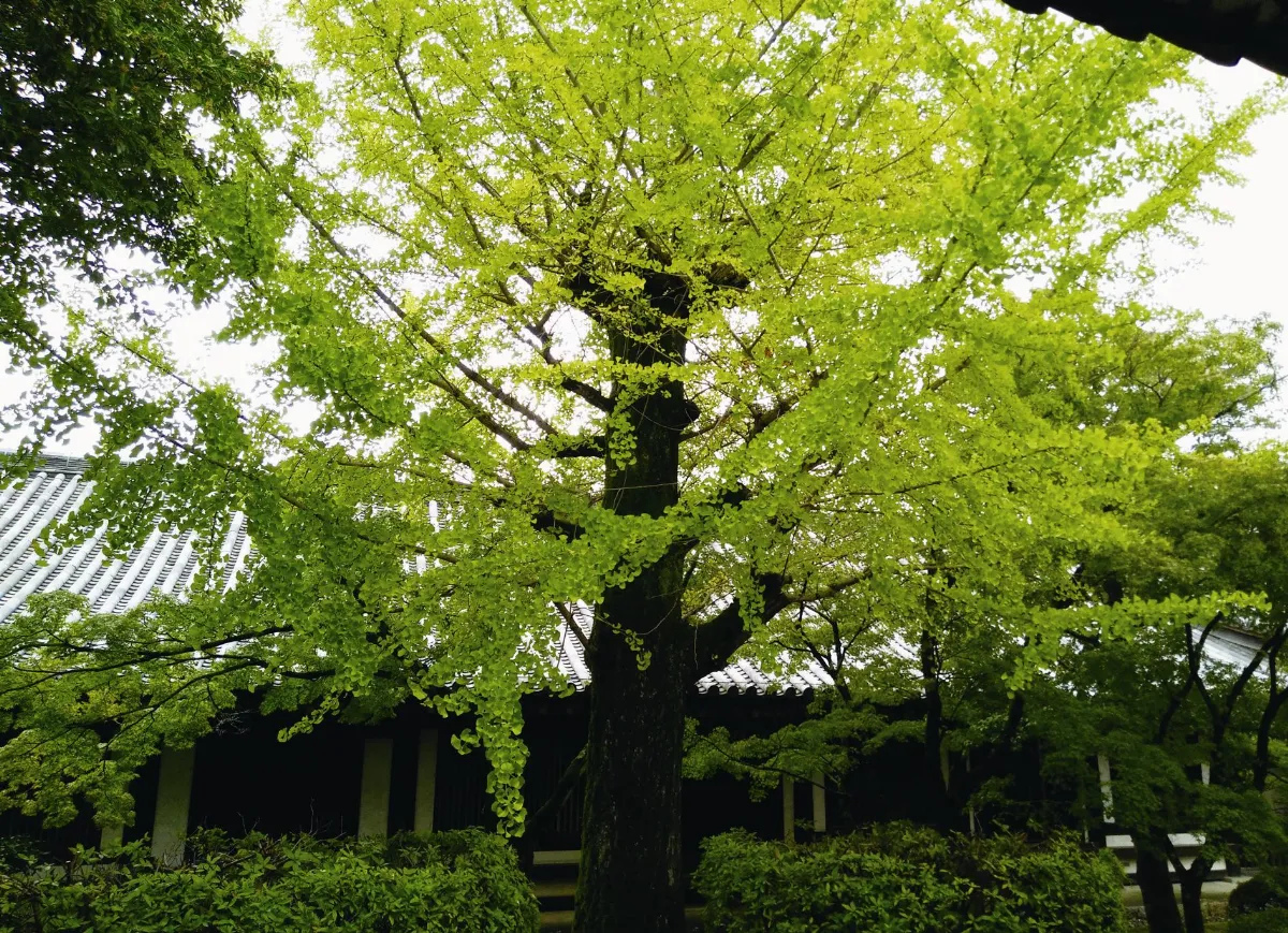 世界行旅 法隆寺的銀杏