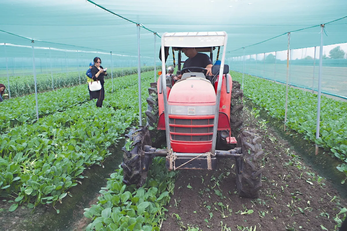 盼菜價止血 雲林菜農耕鋤