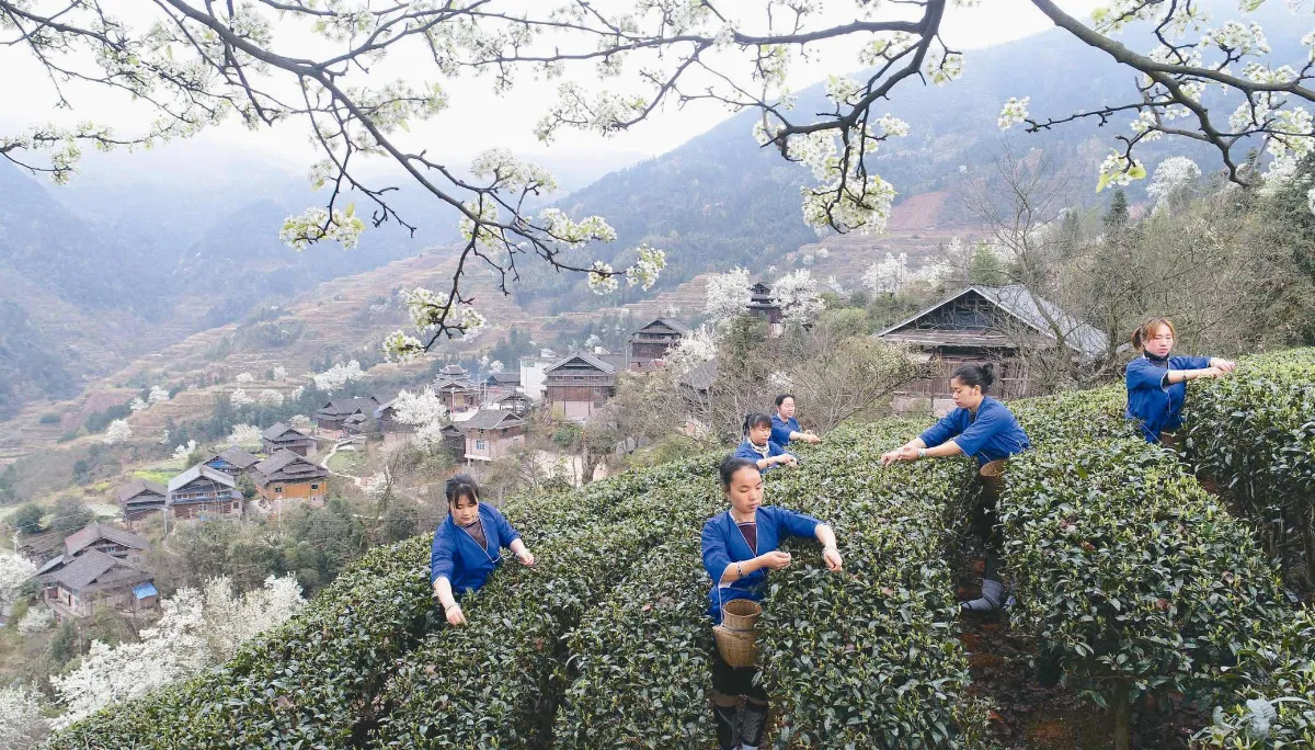 春茶  開採了