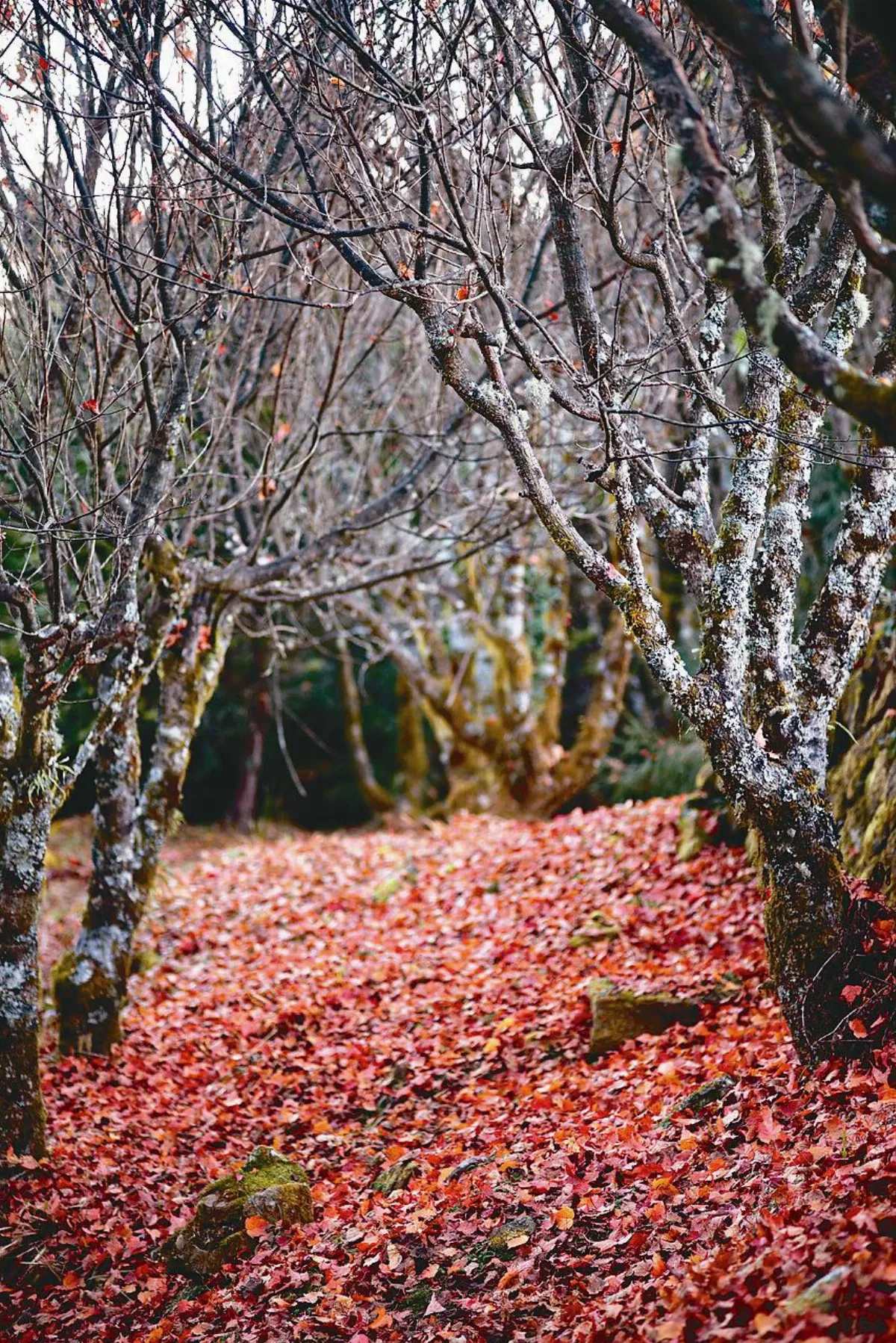 茶點食客 兩盒台灣紅茶