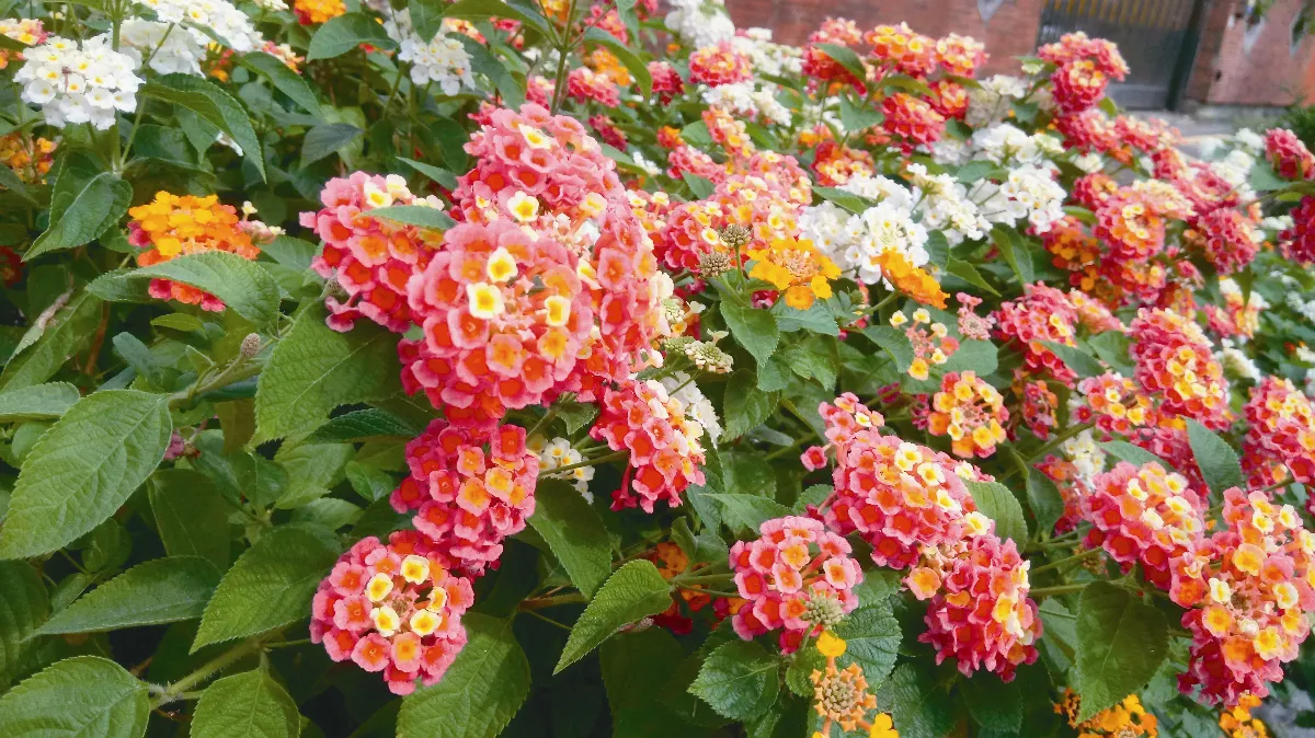 春賞幸福 花滿庭台