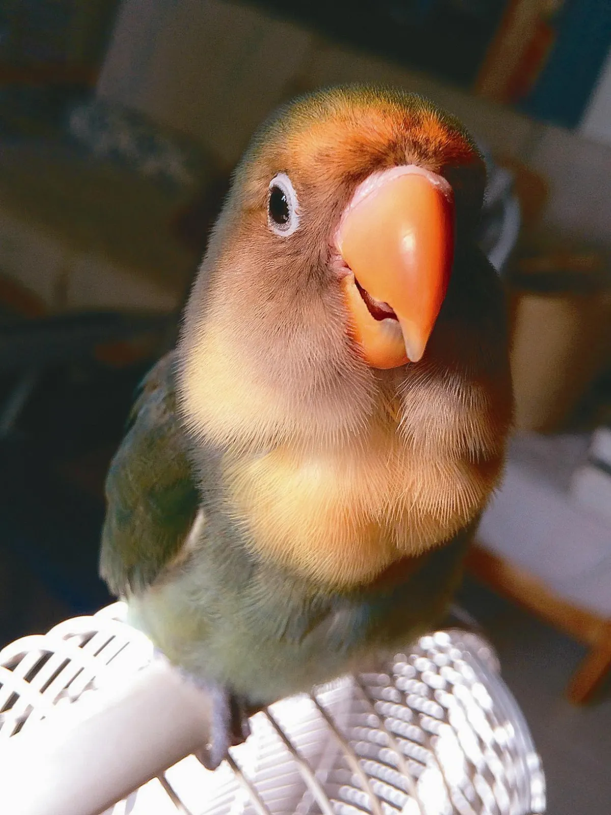 帥小愛