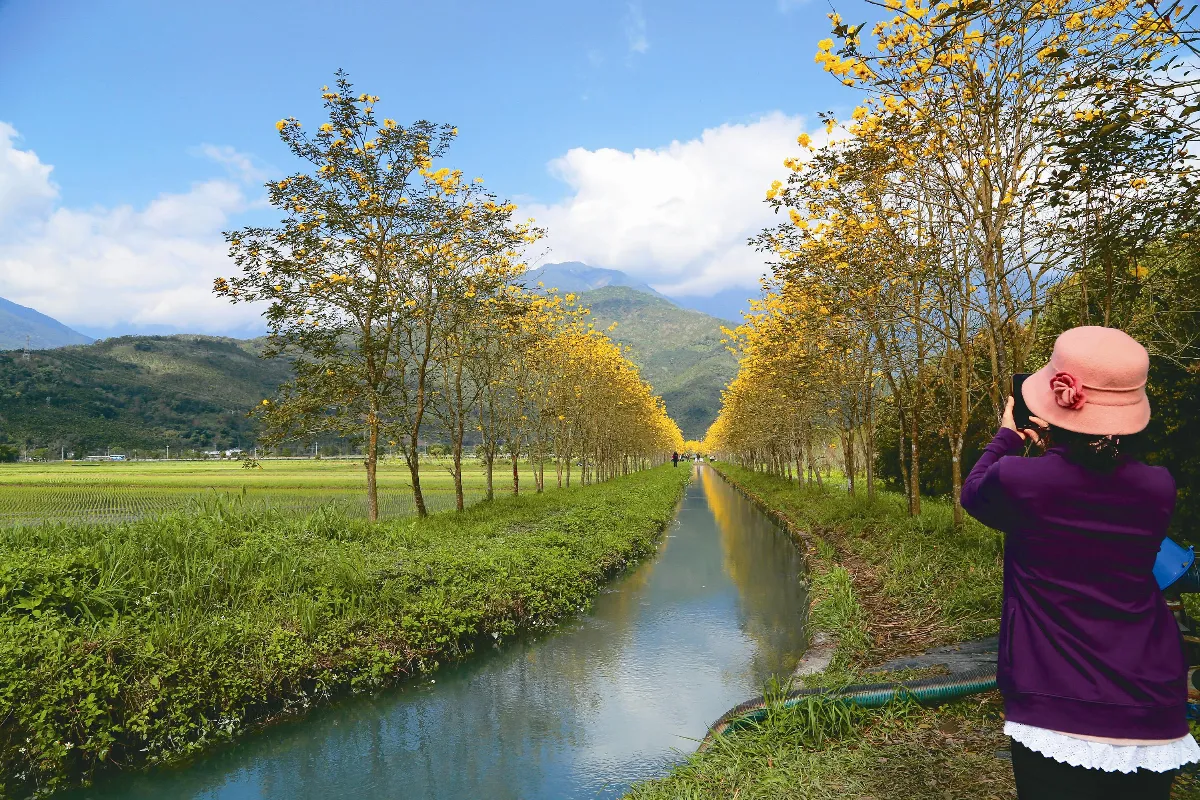 黃花風鈴木 正盛開