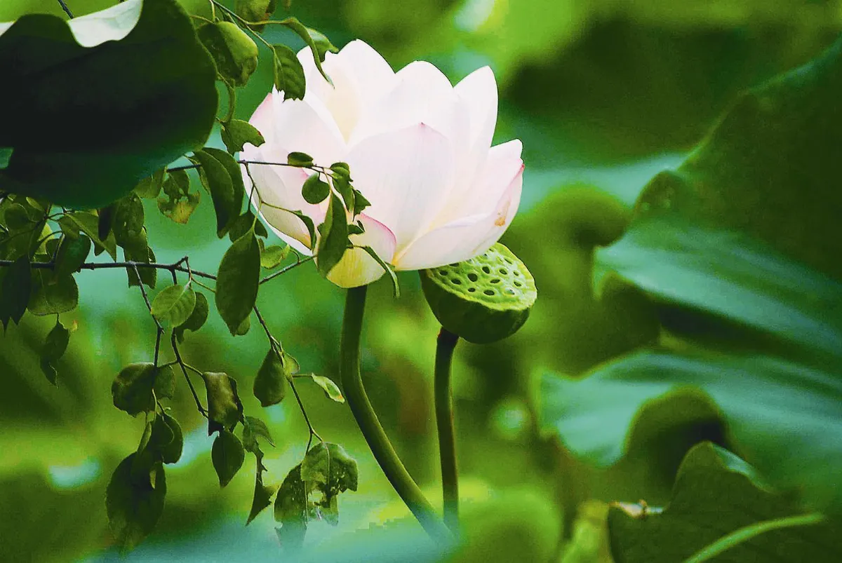 【行走人間】 梅城雪湖貢藕