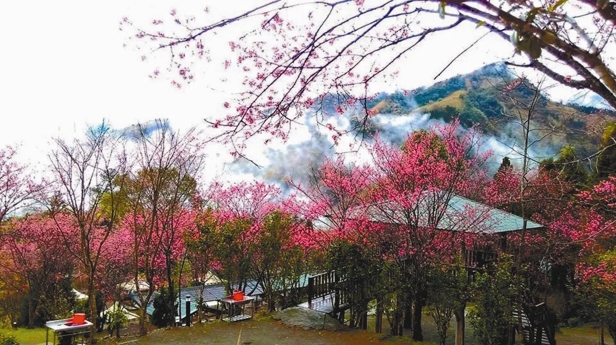 春天耍浪漫花海搭營趣