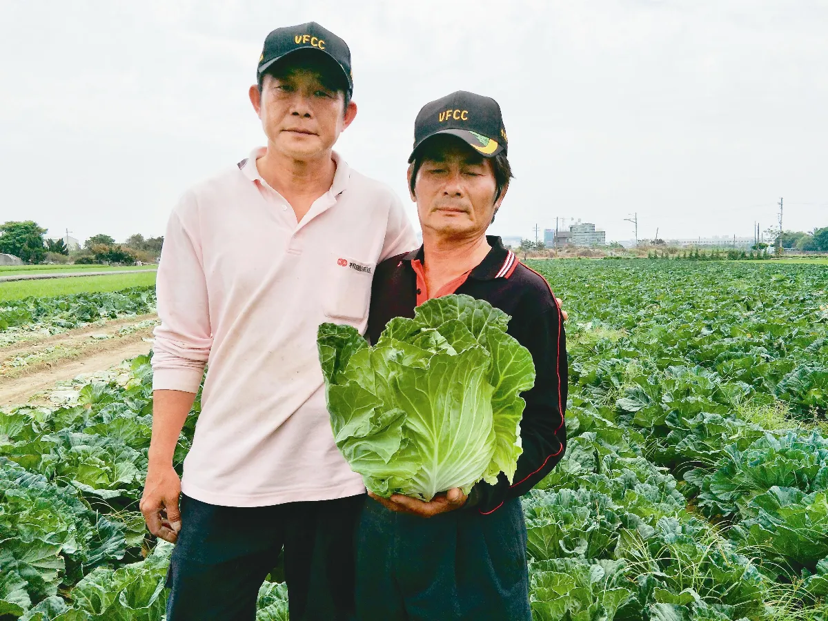北農休市亂行情  善化高麗菜 開放民眾自採