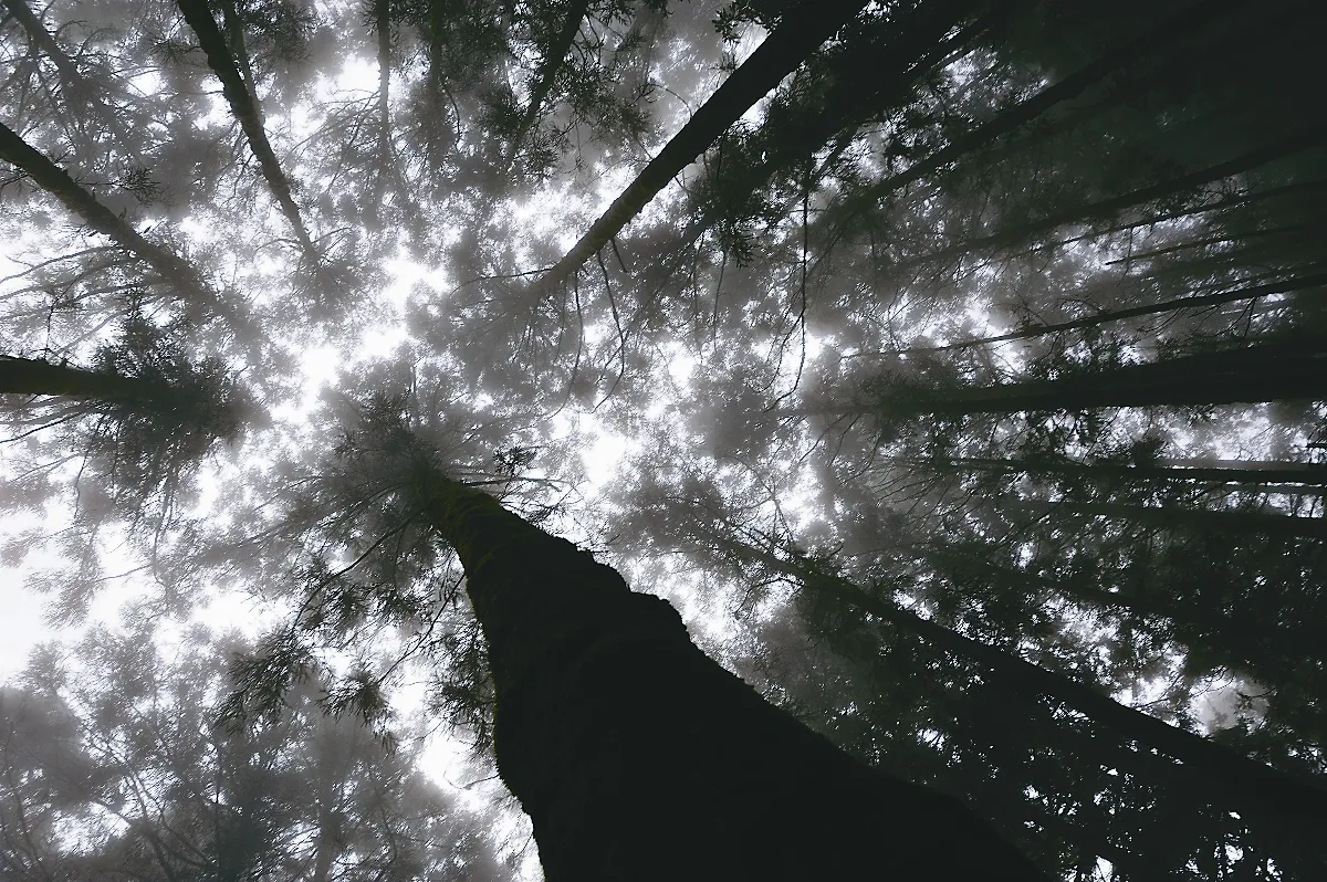 阿嬤，您在哪裡？