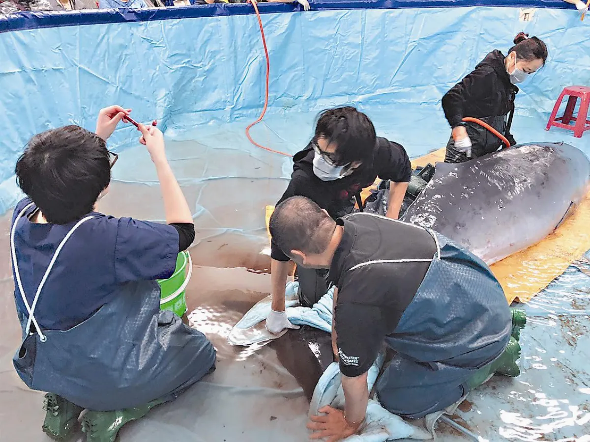 小學收容抹香鯨 直播生命教育