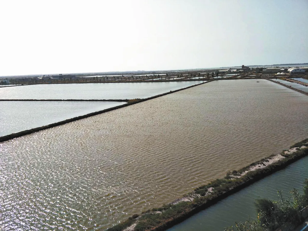 10倍租金種電 排擠養殖業生計