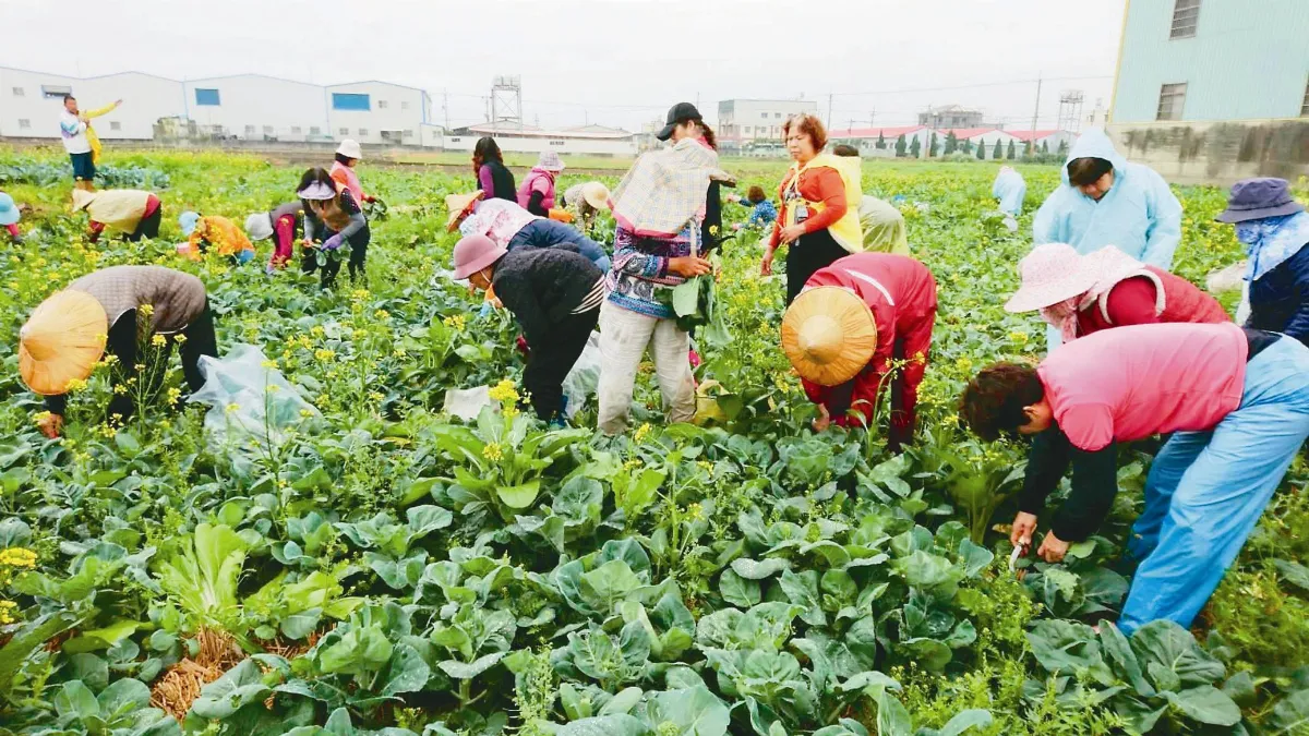 佛祖牌蔬菜 老農歡喜種24年