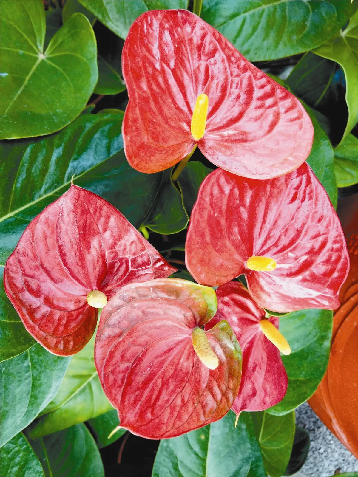 植物教室 幸運和熱情的代表 火鶴花