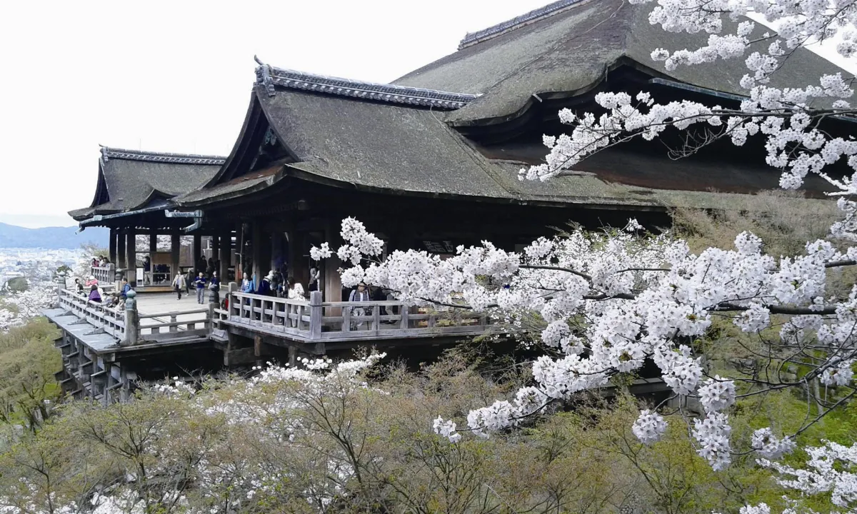 旅行 風景清水抹茶櫻