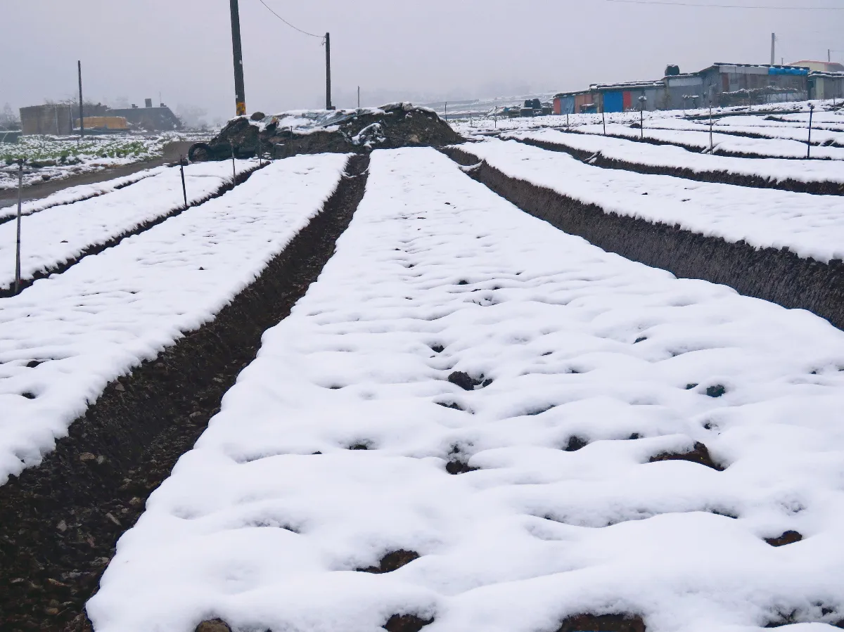 印象旅人二月雪在南山