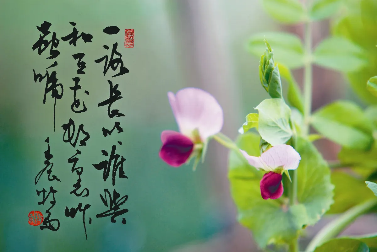 遊藝筆記  花卉小景四帖(2-2) 牽牛花、豆花
