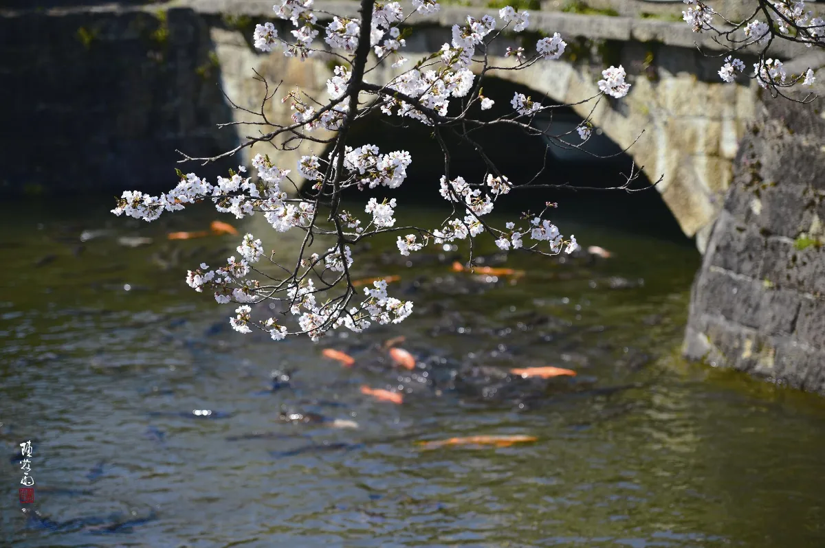 草木有情 花與魚
